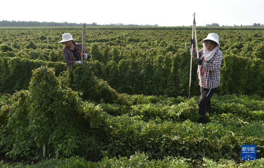 跟梅高美一样的游戏网